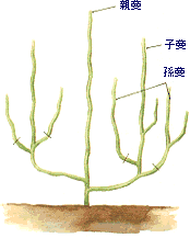 エンドウ 家庭菜園 ｊａあいち三河