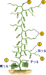 きゅうり 家庭菜園 ｊａあいち三河