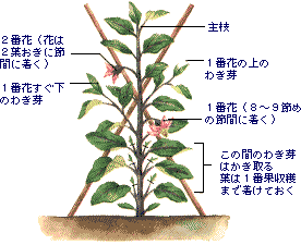 ナス 家庭菜園 ｊａあいち三河