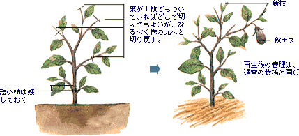 ナス 家庭菜園 ｊａあいち三河