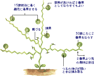 スイカ 家庭菜園 ｊａあいち三河