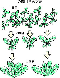 間引きの方法