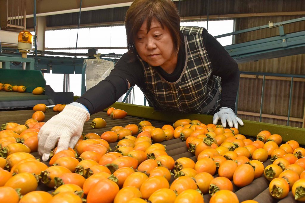 全国1位の「筆柿」初出荷／初日7．8㌧出荷上々／西三河筆柿選果場運営委員会｜新着・重要なお知らせ一覧｜JAあいち三河