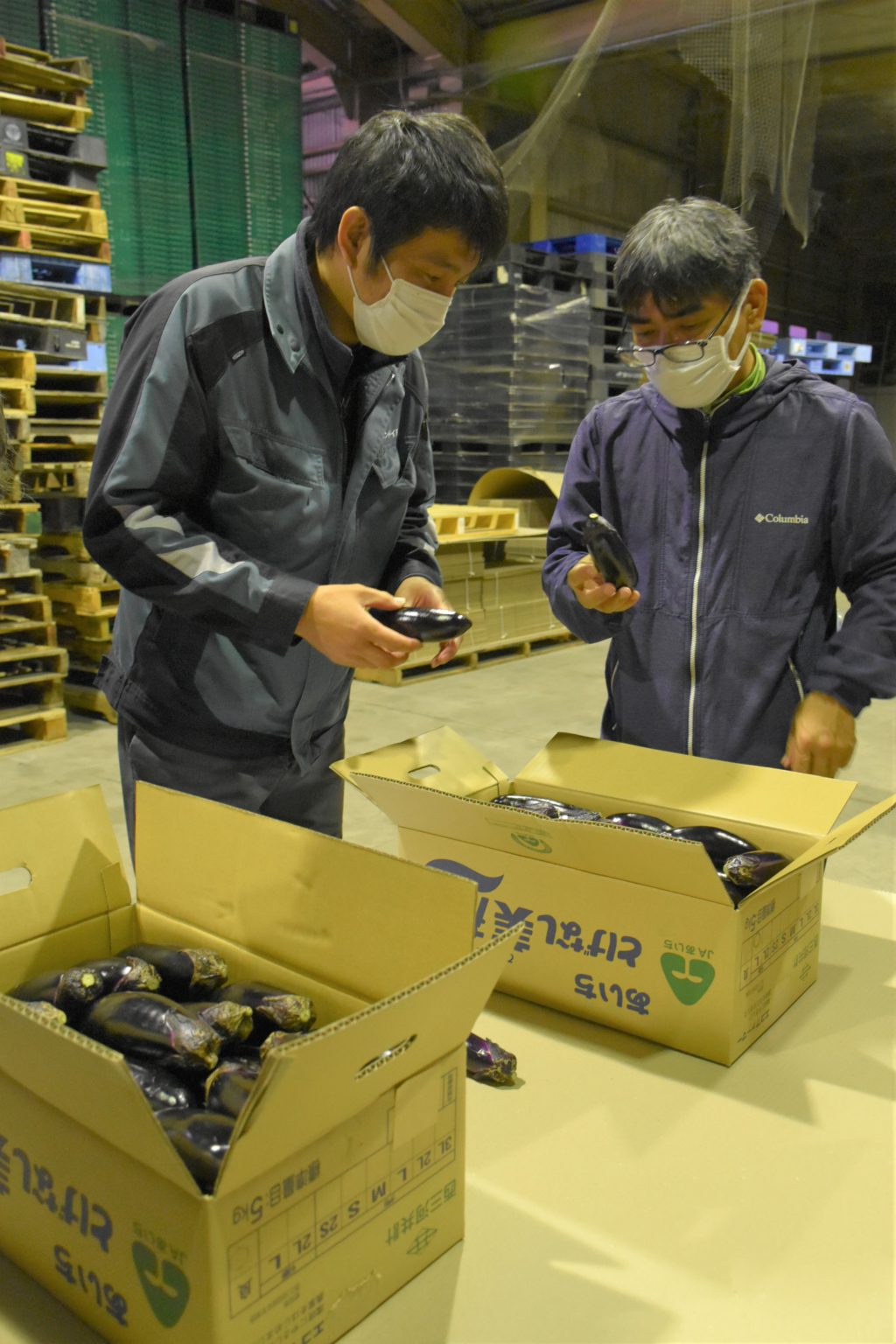 促成ナス出荷本格化/出荷量1400㌧見込む/JAあいち三河成ナス部会矢作支部|新着・重要なお知らせ一覧|JAあいち三河